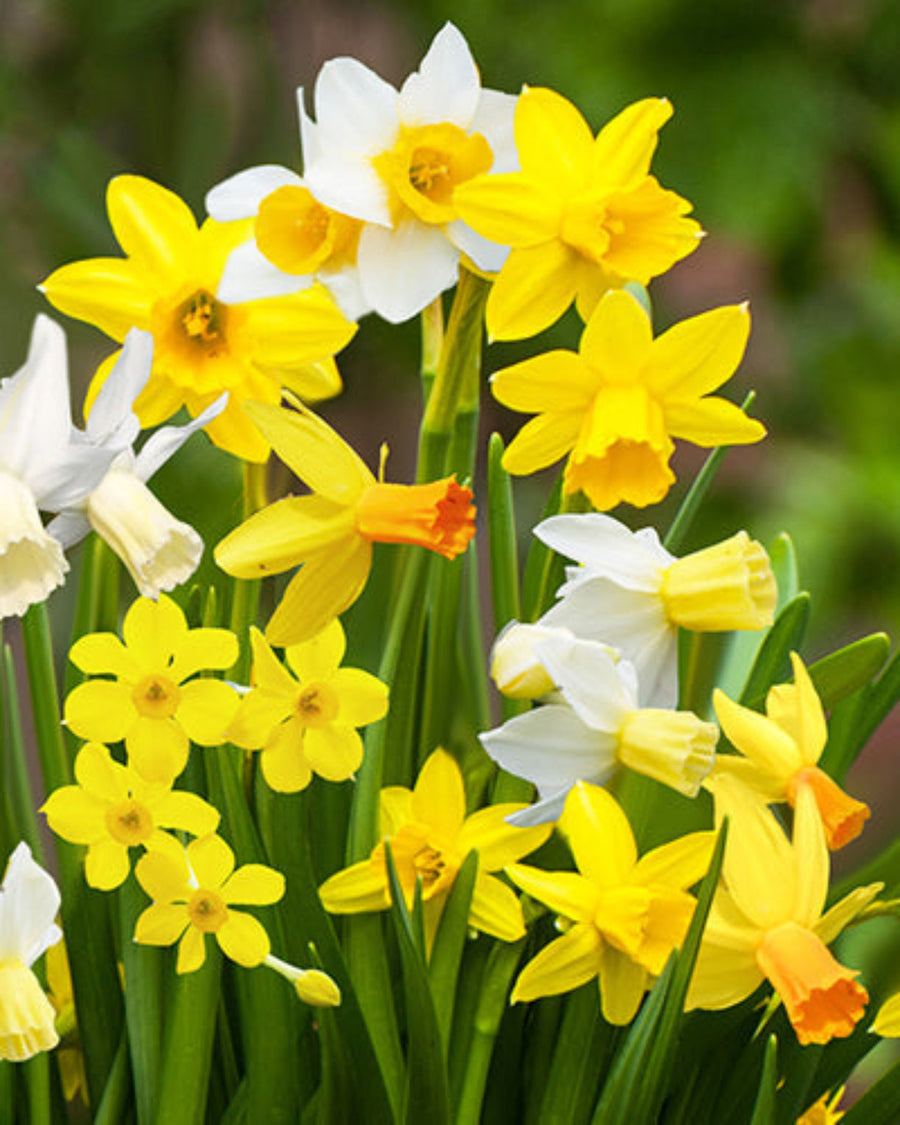 Daffodil Botanical Mix (10 Bulbs) The Rose Press Garden