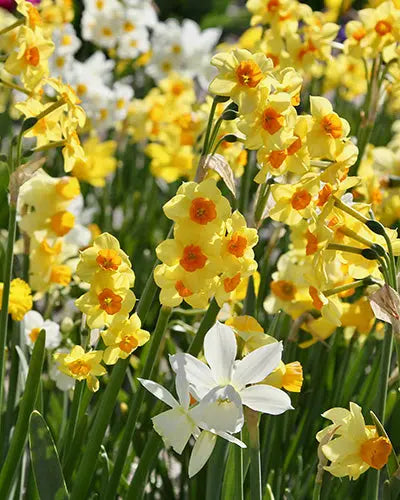 Narcissus Botanical Mix – Pack of 10 Naturalising Daffodil Bulbs