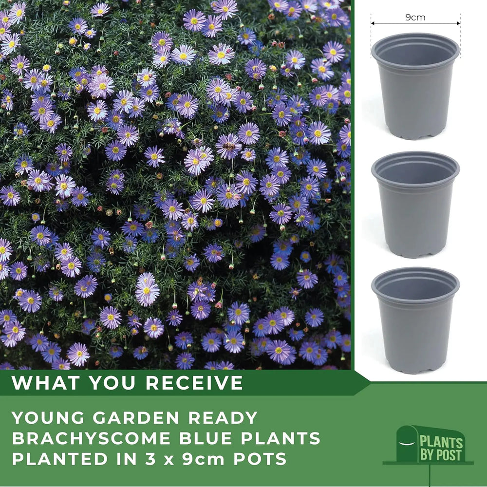Brachyscome Blue – 3 x 9cm Flowering Plants in Recyclable Pots Lilac-Blue Blooms plants by post