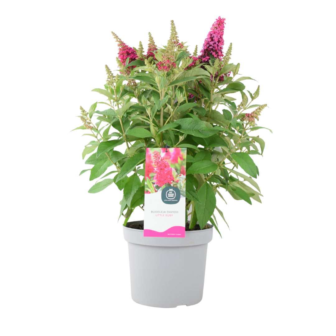 Butterfly Bush Little Ruby – 5L Pot – Compact Buddleja for Pollinator Gardens Plants By Post