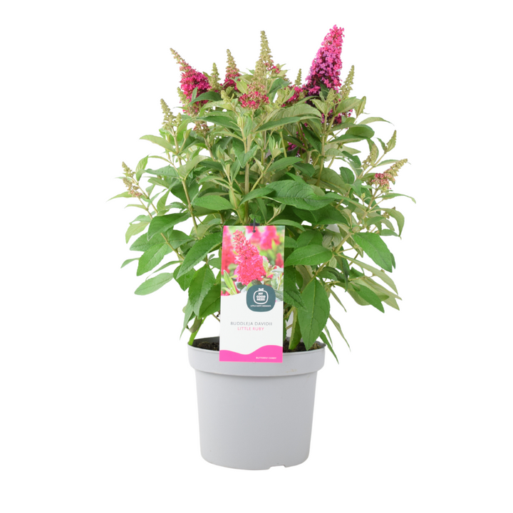 Butterfly Bush Little Ruby – 5L Pot – Compact Buddleja for Pollinator Gardens Plants By Post