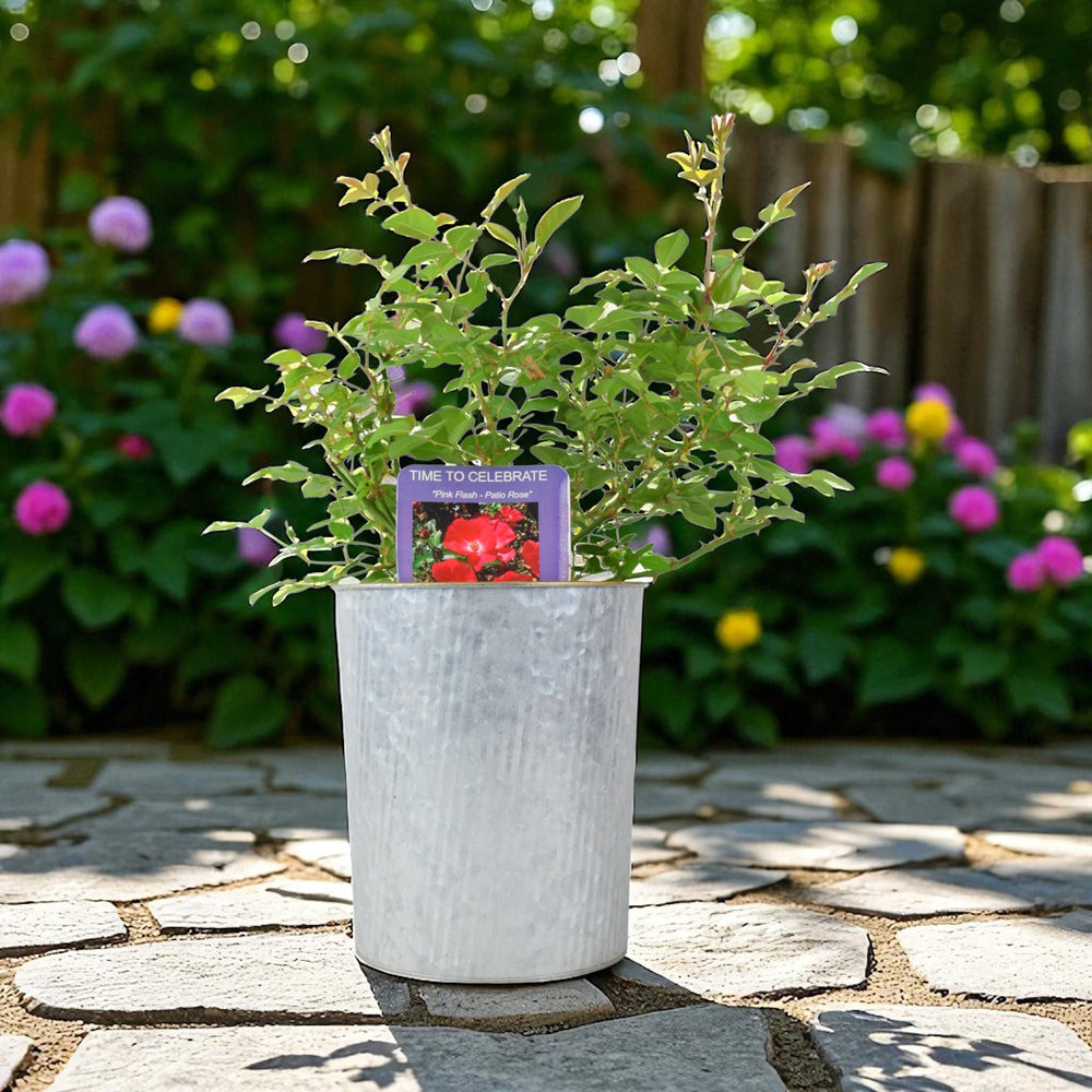 Rose ‘Time to Celebrate’ – Patio Rose in 3L Pot, Bright Red Blooms for Garden & Gifts Plants By Post