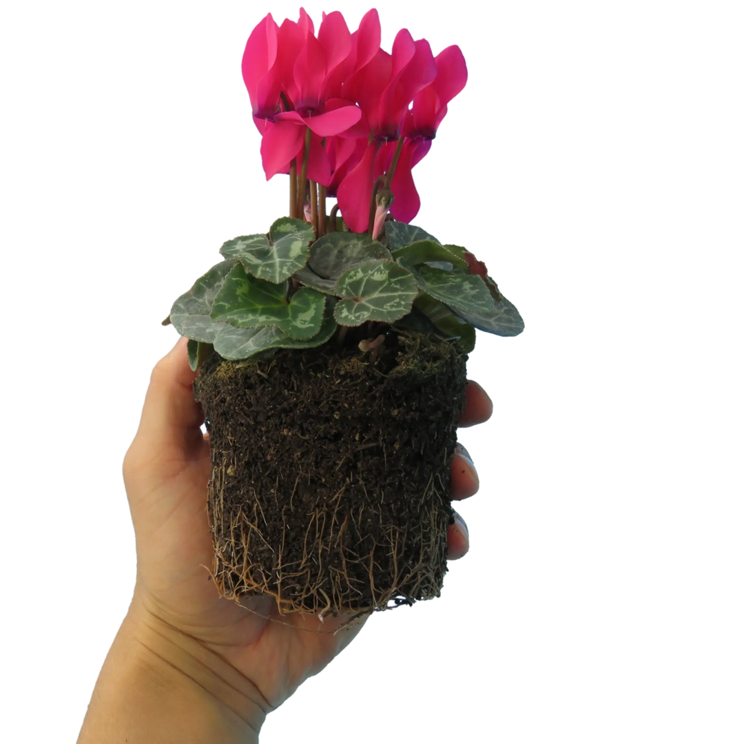 Cyclamen Deep Rose 10.5cm Pot Pack of 3 & 6 Flowering Outdoor Plants Plants By Post