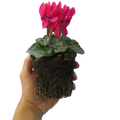 Cyclamen Deep Rose 10.5cm Pot Pack of 3 & 6 Flowering Outdoor Plants Plants By Post