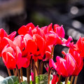 Cyclamen Deep Rose 10.5cm Pot Pack of 3 & 6 Flowering Outdoor Plants Plants By Post
