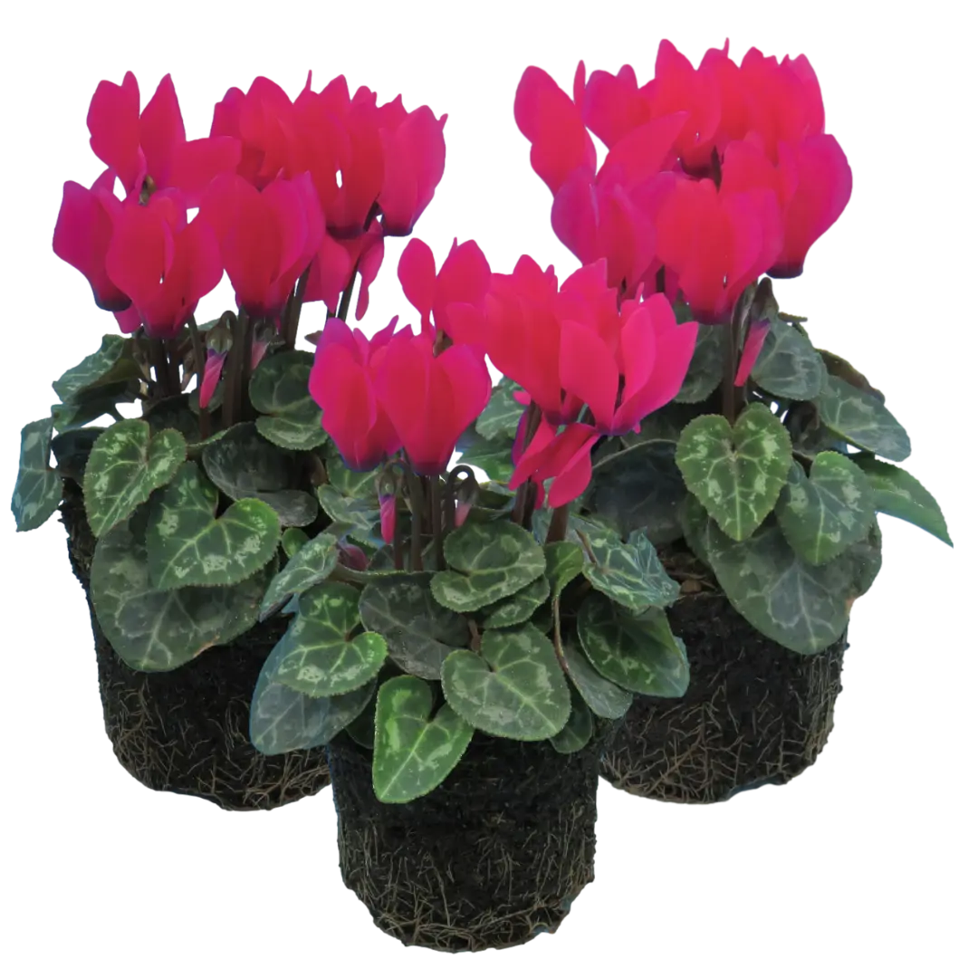 Cyclamen Deep Rose 10.5cm Pot Pack of 3 & 6 Flowering Outdoor Plants Plants By Post