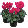 Cyclamen Deep Rose 10.5cm Pot Pack of 3 & 6 Flowering Outdoor Plants Plants By Post