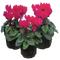 3 Plants