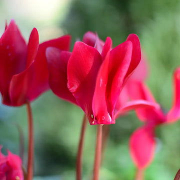 Cyclamen Deep Rose 10.5cm Pot Pack of 3 & 6 Flowering Outdoor Plants Plants By Post