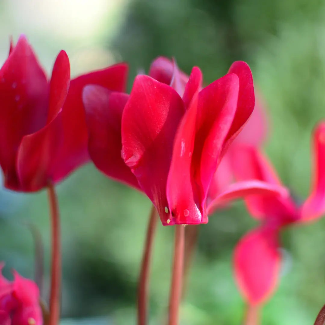 Cyclamen Deep Rose 10.5cm Pot Pack of 3 & 6 Flowering Outdoor Plants Plants By Post