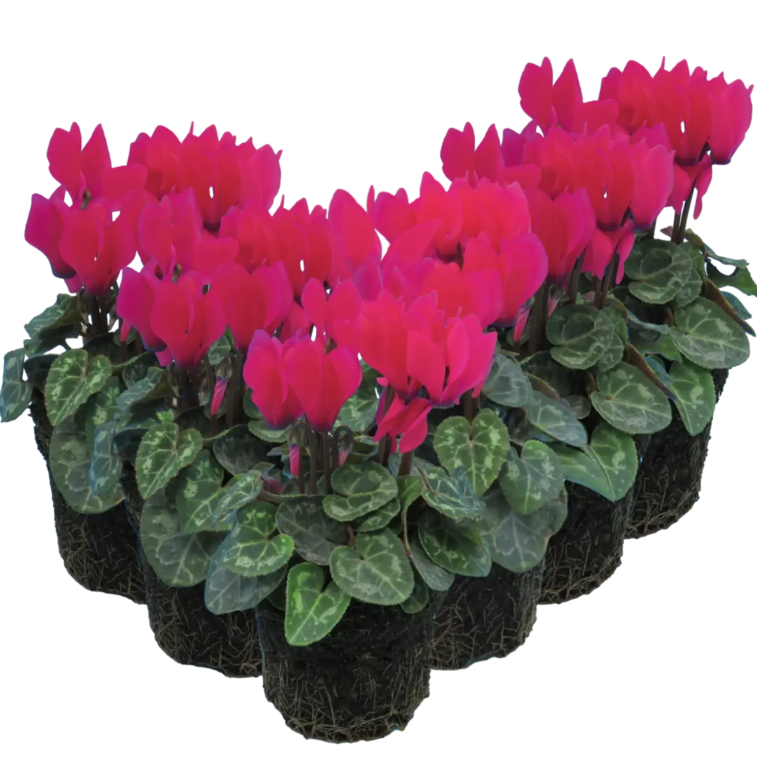 Cyclamen Deep Rose 10.5cm Pot Pack of 3 & 6 Flowering Outdoor Plants Plants By Post