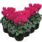 6 Plants
