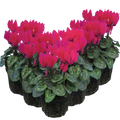 Cyclamen Deep Rose 10.5cm Pot Pack of 3 & 6 Flowering Outdoor Plants Plants By Post