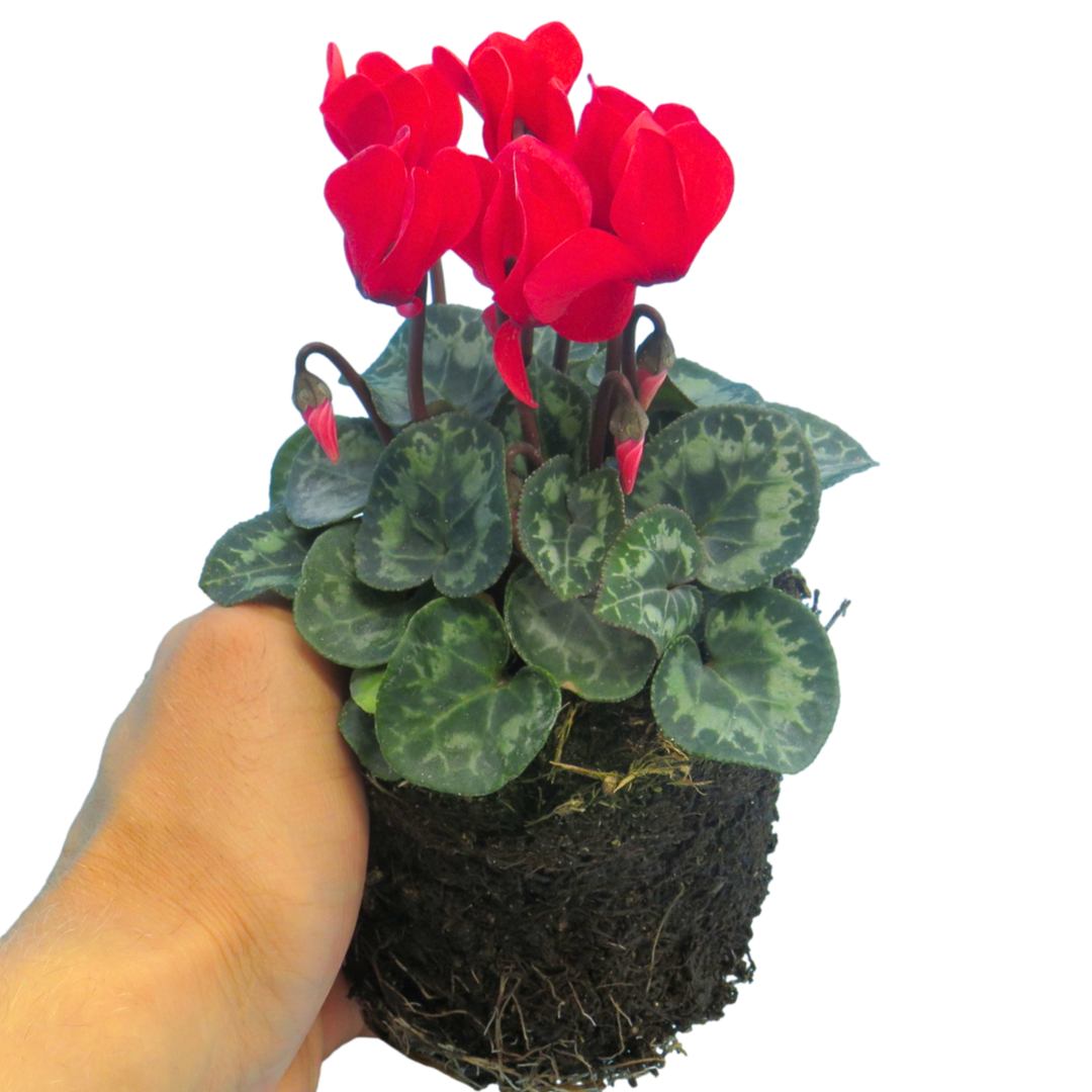 Cyclamen Growers Selection 10.5cm Pot Pack of 3 & 6 Flowering Outdoor Plants