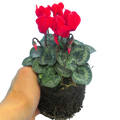 Cyclamen Growers Selection 10.5cm Pot Pack of 3 & 6 Flowering Outdoor Plants
