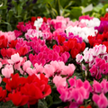 Cyclamen Growers Selection 10.5cm Pot Pack of 3 & 6 Flowering Outdoor Plants