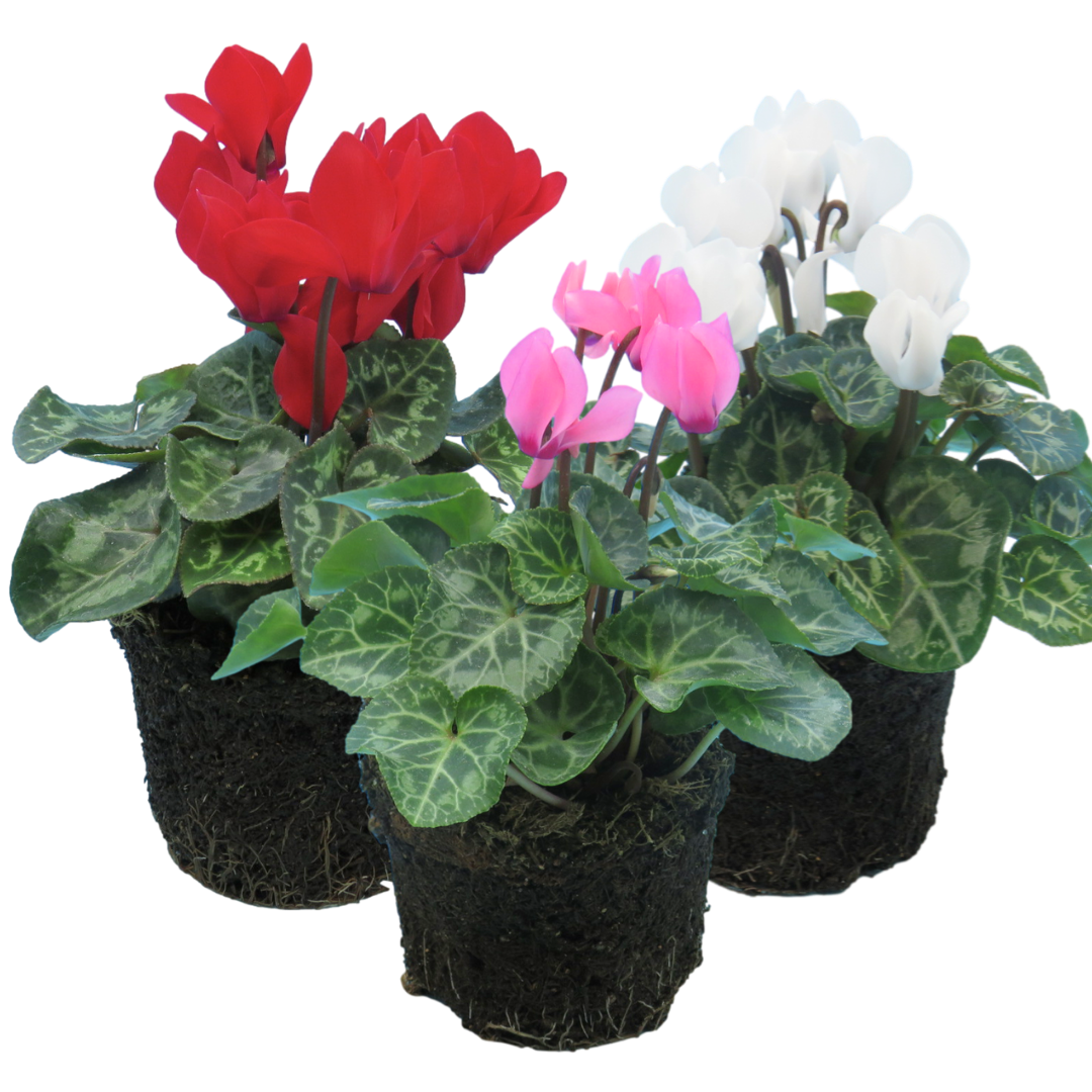 Cyclamen Growers Selection 10.5cm Pot Pack of 3 & 6 Flowering Outdoor Plants