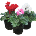 Cyclamen Growers Selection 10.5cm Pot Pack of 3 & 6 Flowering Outdoor Plants