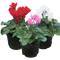 3 Plants