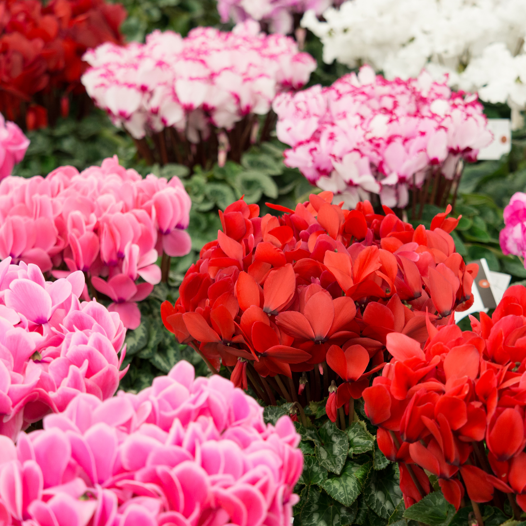 Cyclamen Growers Selection 10.5cm Pot Pack of 3 & 6 Flowering Outdoor Plants