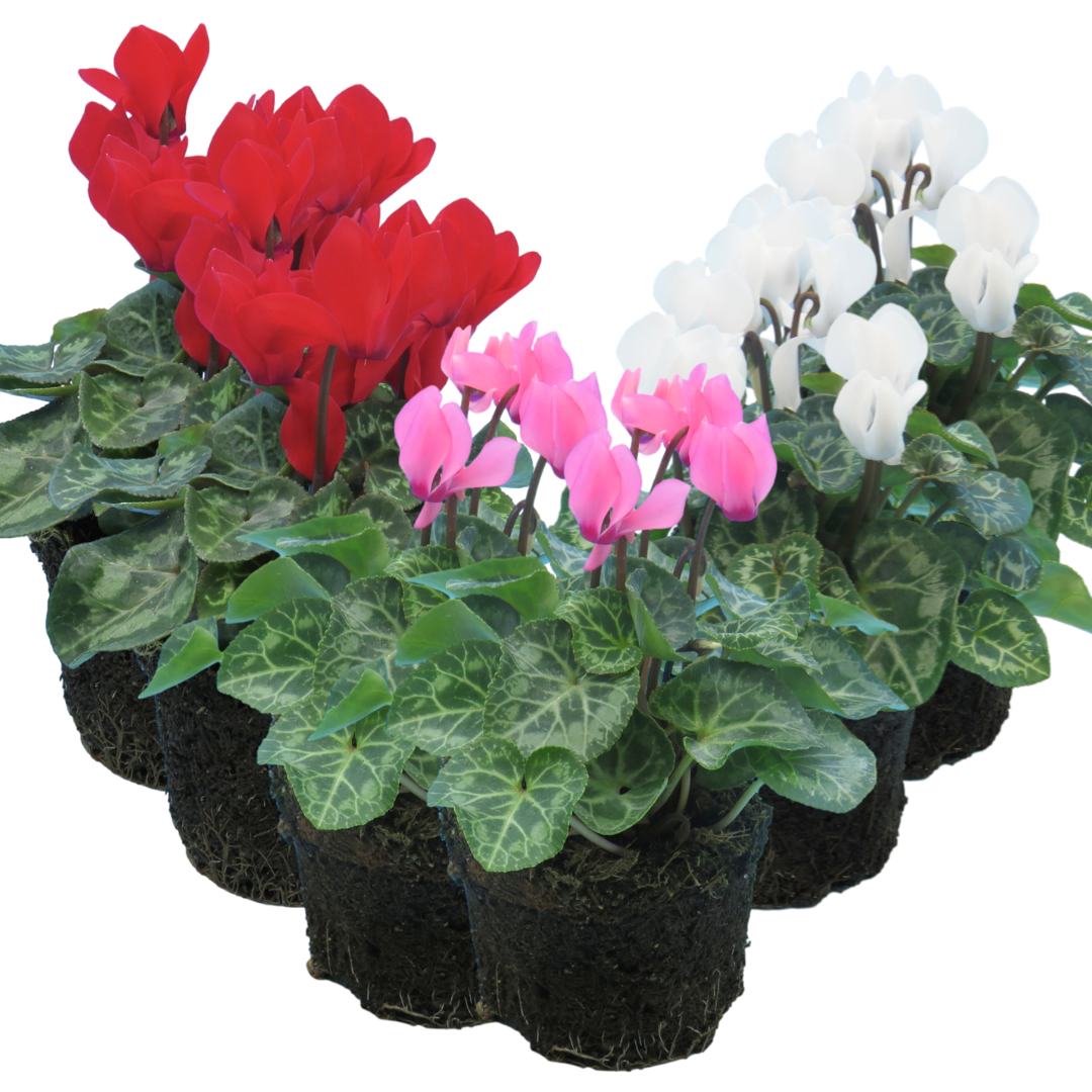 Cyclamen Growers Selection 10.5cm Pot Pack of 3 & 6 Flowering Outdoor Plants