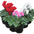 Cyclamen Growers Selection 10.5cm Pot Pack of 3 & 6 Flowering Outdoor Plants