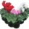 6 Plants