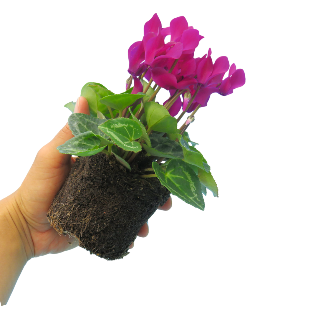 Cyclamen Purple 10.5cm Pot Pack of 3 & 6 Flowering Outdoor Plants