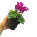 Cyclamen Purple 10.5cm Pot Pack of 3 & 6 Flowering Outdoor Plants