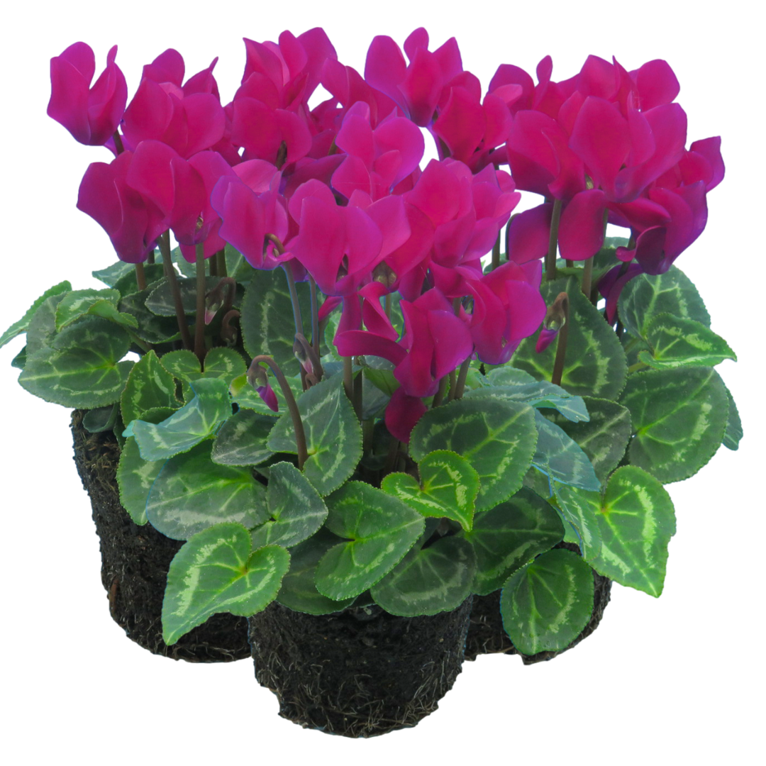 Cyclamen Purple 10.5cm Pot Pack of 3 & 6 Flowering Outdoor Plants