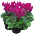 Cyclamen Purple 10.5cm Pot Pack of 3 & 6 Flowering Outdoor Plants