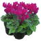 3 Plants