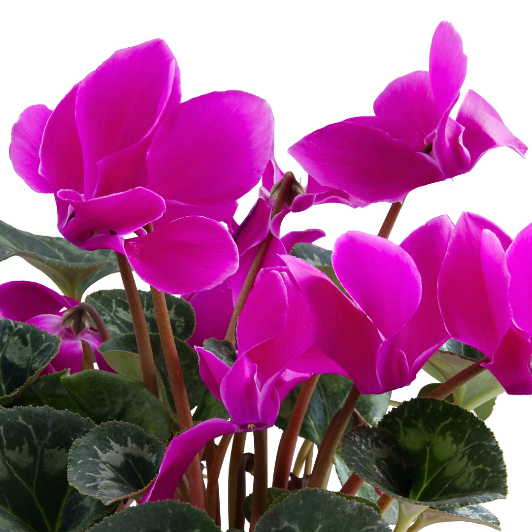 Cyclamen Purple 10.5cm Pot Pack of 3 & 6 Flowering Outdoor Plants