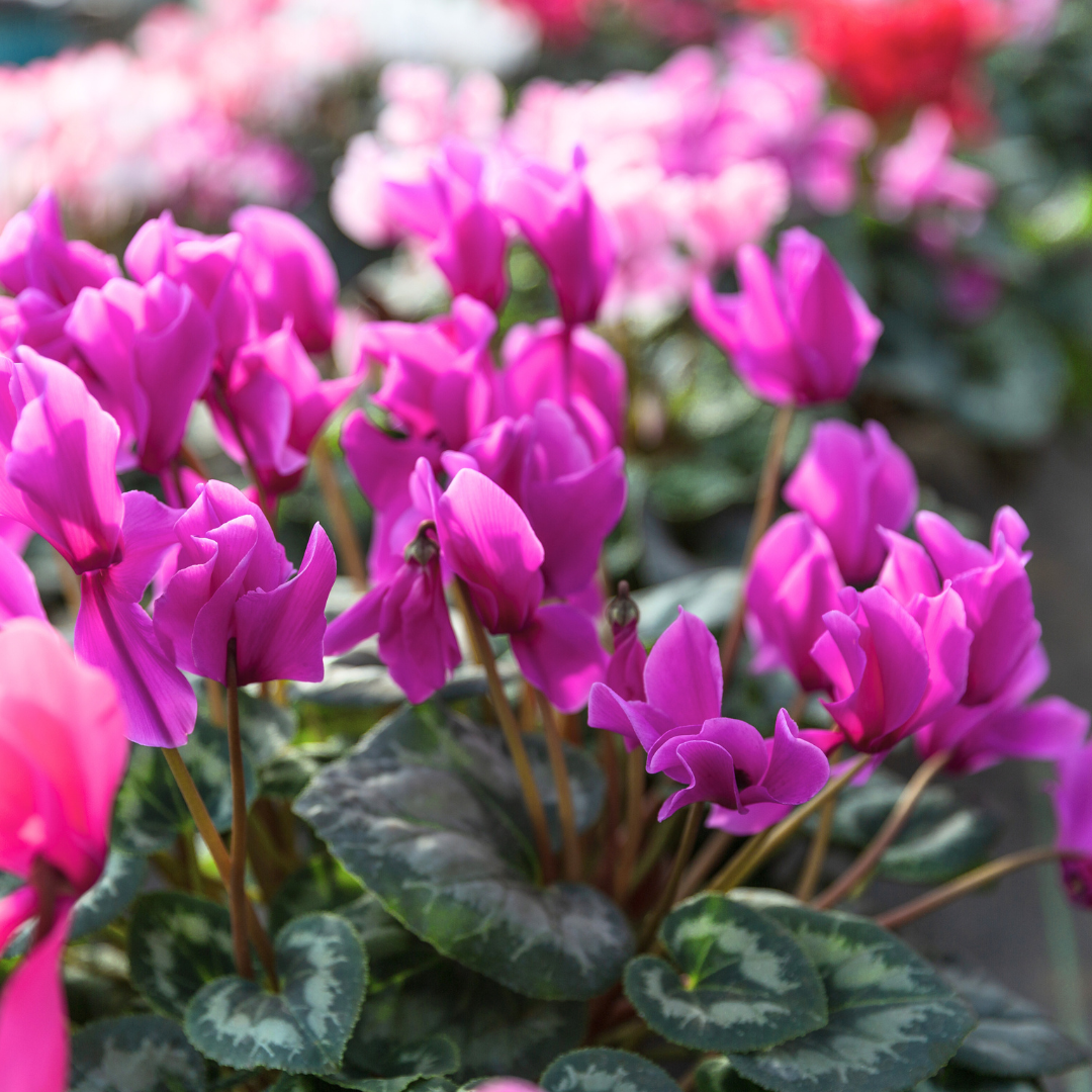 Cyclamen Purple 10.5cm Pot Pack of 3 & 6 Flowering Outdoor Plants
