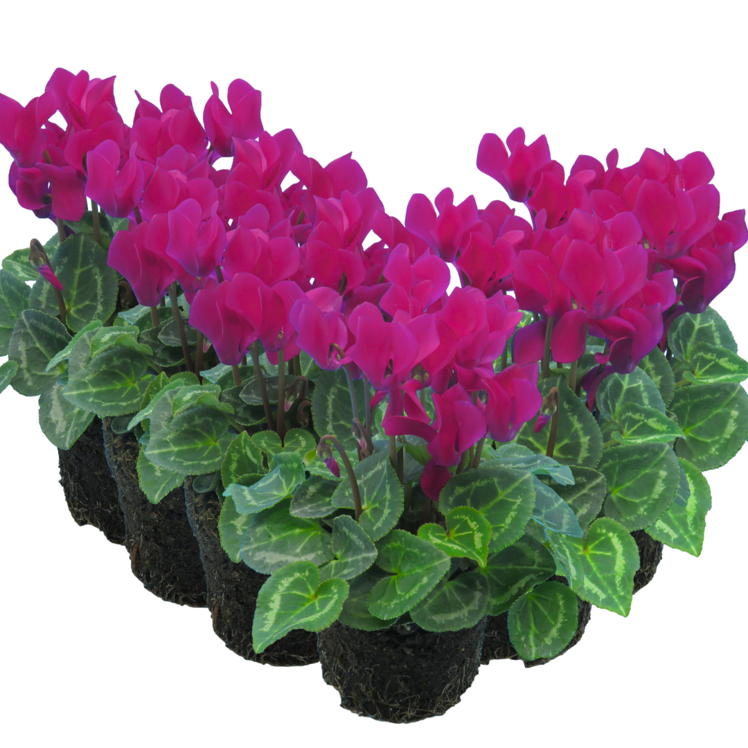 Cyclamen Purple 10.5cm Pot Pack of 3 & 6 Flowering Outdoor Plants
