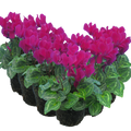 Cyclamen Purple 10.5cm Pot Pack of 3 & 6 Flowering Outdoor Plants