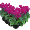 6 Plants