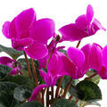 Cyclamen Purple 10.5cm Pot Pack of 3 & 6 Flowering Outdoor Plants
