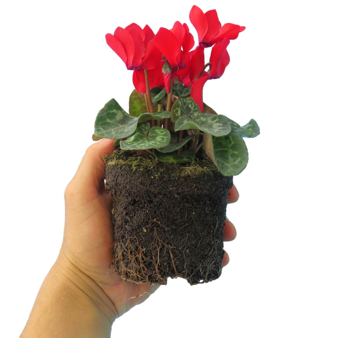 Cyclamen Red 10.5cm Pot Pack of 3 & 6 Flowering Outdoor Plants