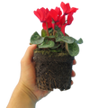 Cyclamen Red 10.5cm Pot Pack of 3 & 6 Flowering Outdoor Plants
