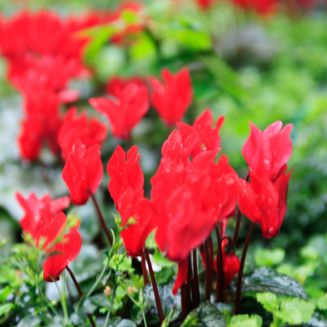 Cyclamen Red 10.5cm Pot Pack of 3 & 6 Flowering Outdoor Plants