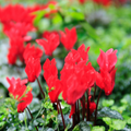 Cyclamen Red 10.5cm Pot Pack of 3 & 6 Flowering Outdoor Plants