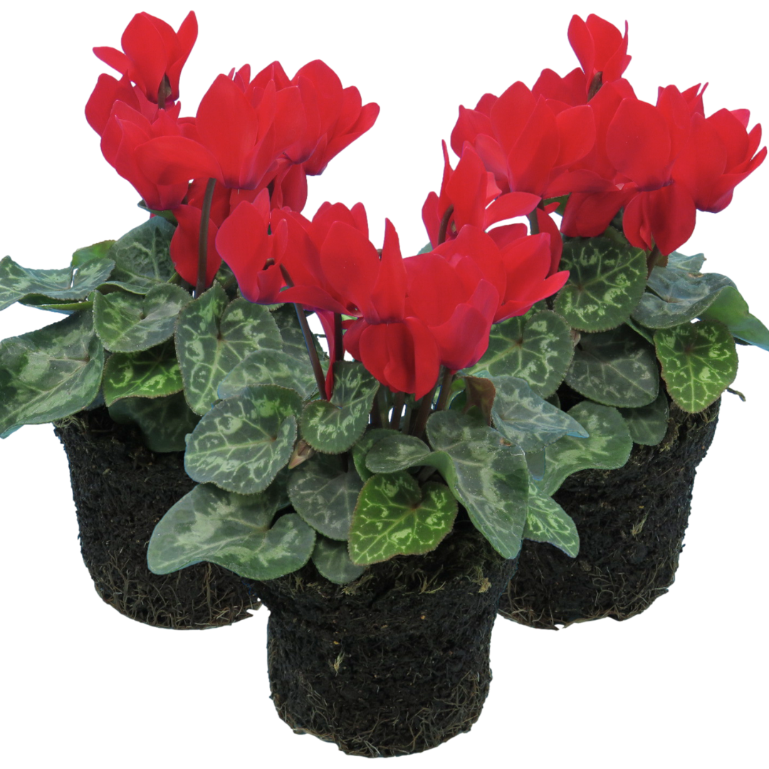 Cyclamen Red 10.5cm Pot Pack of 3 & 6 Flowering Outdoor Plants