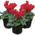 Cyclamen Red 10.5cm Pot Pack of 3 & 6 Flowering Outdoor Plants