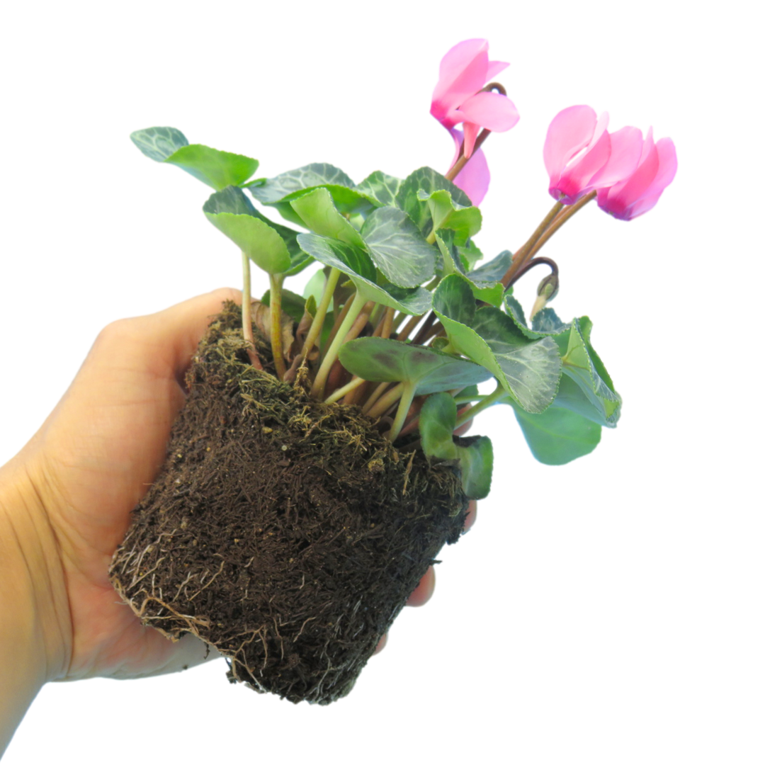 Cyclamen Salmon 10.5cm Pot Pack of 3 & 6 Flowering Outdoor Plants