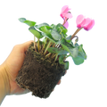 Cyclamen Salmon 10.5cm Pot Pack of 3 & 6 Flowering Outdoor Plants