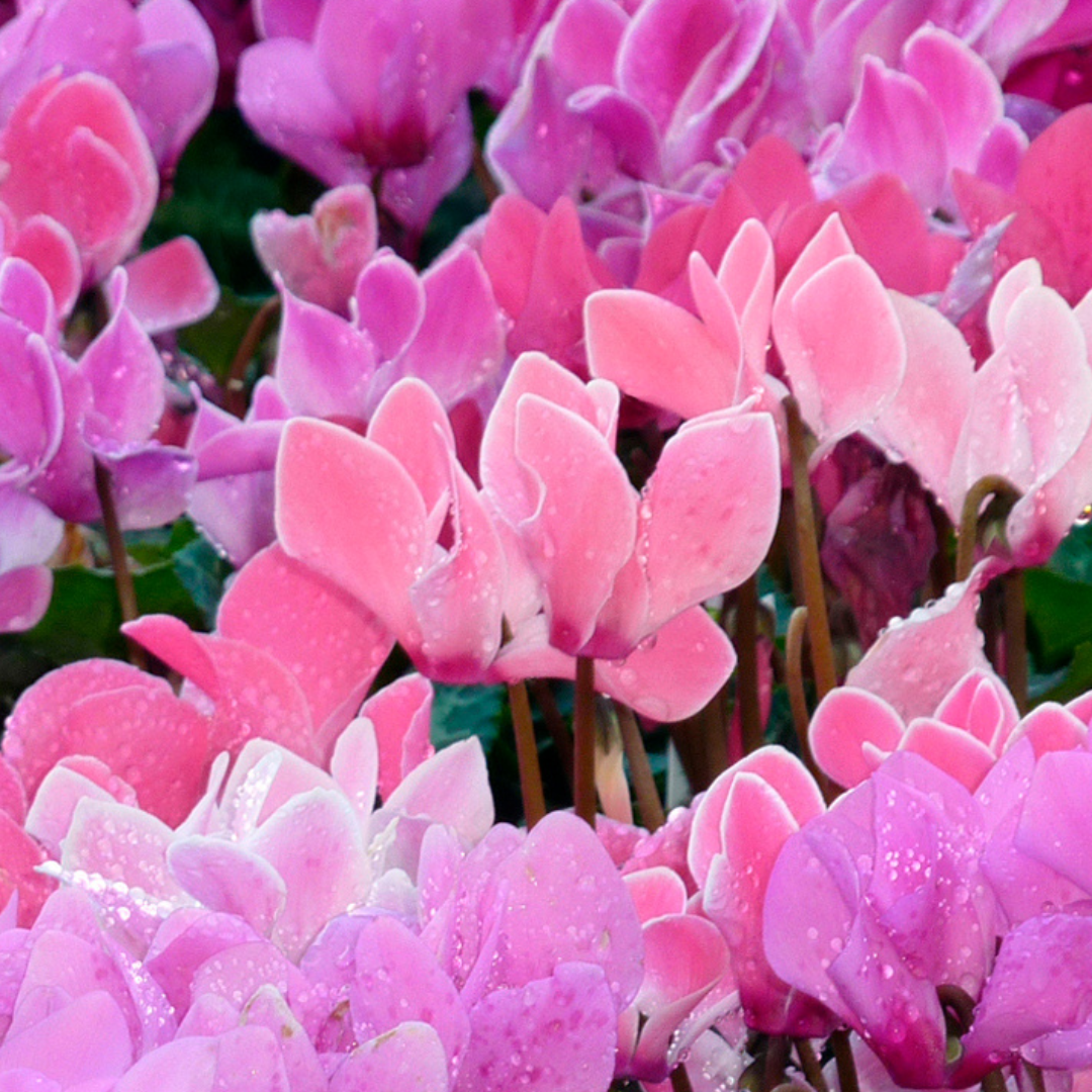 Cyclamen Salmon 10.5cm Pot Pack of 3 & 6 Flowering Outdoor Plants