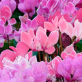 Cyclamen Salmon 10.5cm Pot Pack of 3 & 6 Flowering Outdoor Plants