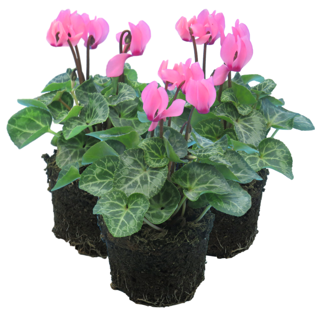 Cyclamen Salmon 10.5cm Pot Pack of 3 & 6 Flowering Outdoor Plants