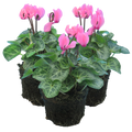 Cyclamen Salmon 10.5cm Pot Pack of 3 & 6 Flowering Outdoor Plants
